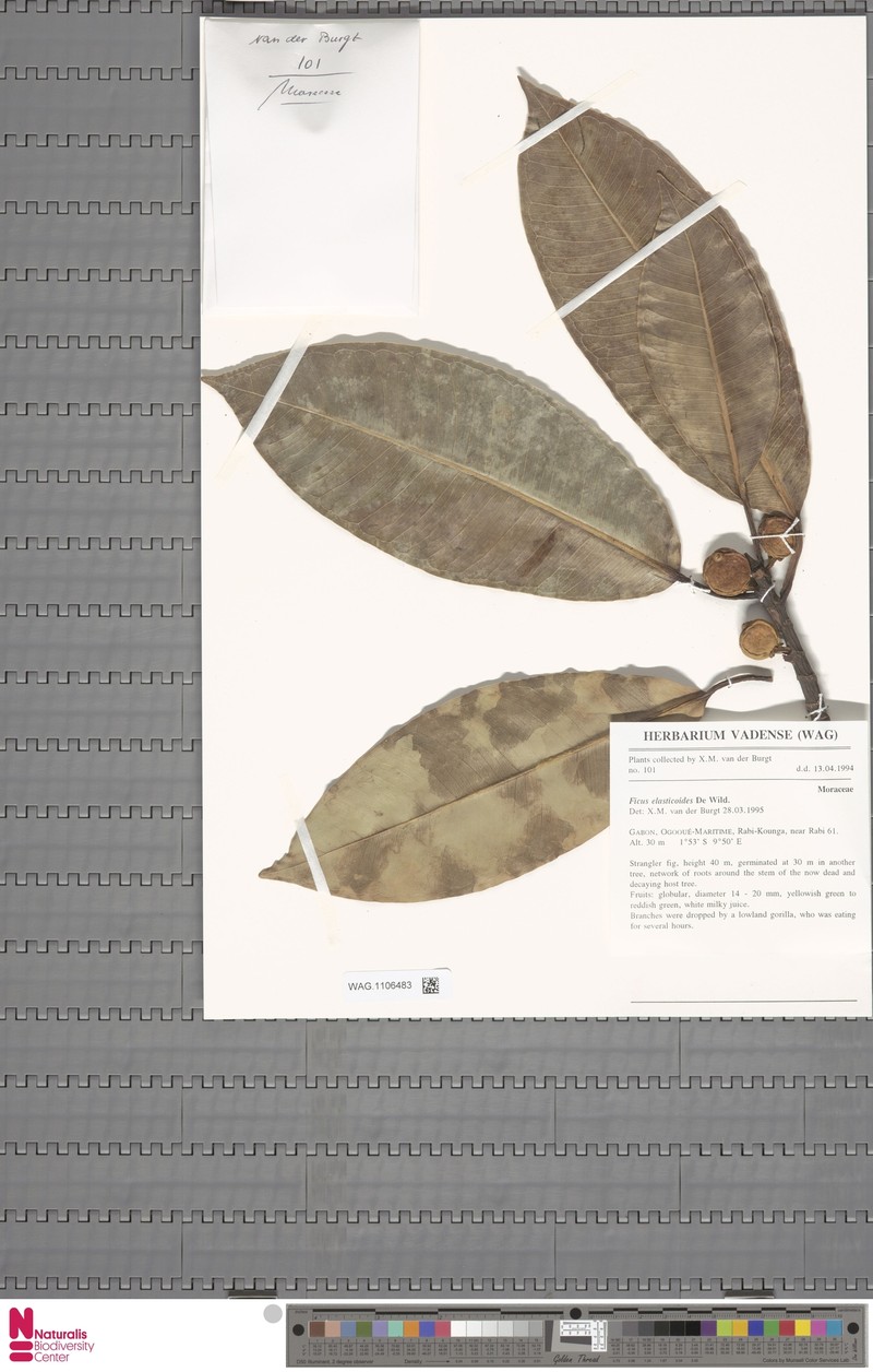Ficus elasticoides photo 5