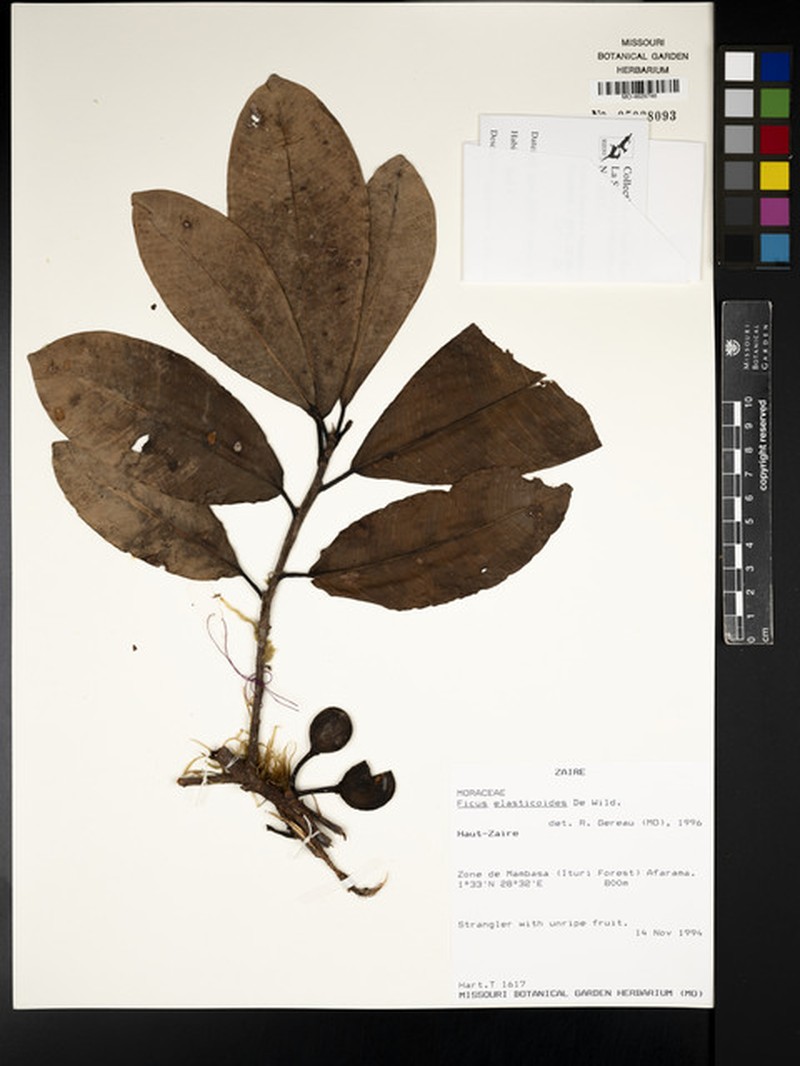 Ficus elasticoides photo 6