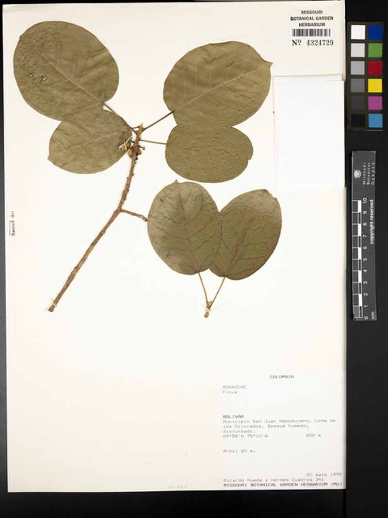Ficus eliadis