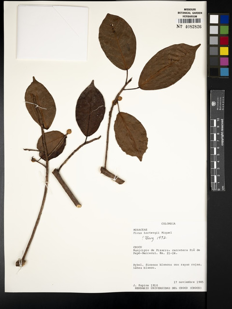 Ficus eliadis photo 3