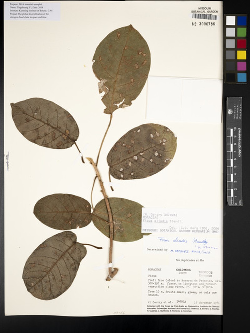 Ficus eliadis photo 4