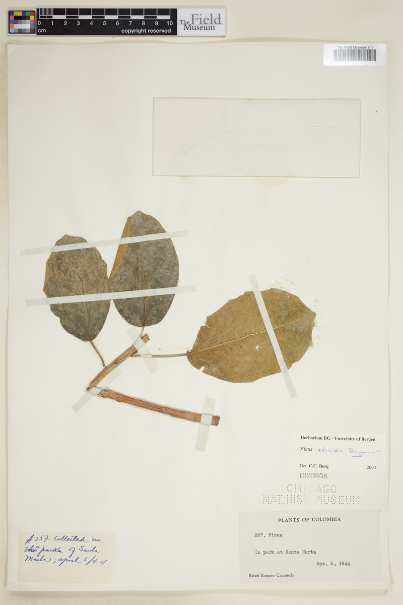 Ficus eliadis photo 5