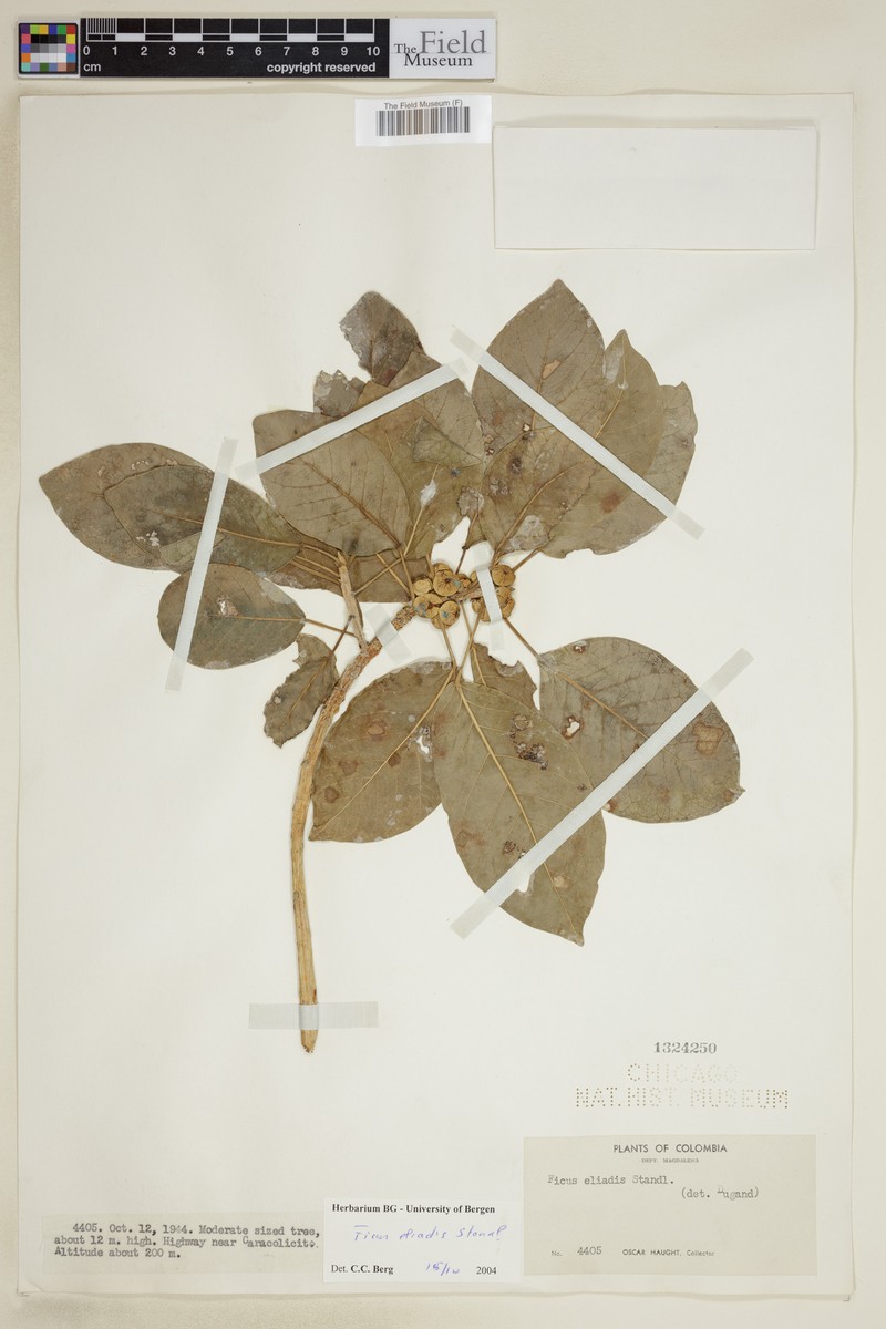 Ficus eliadis photo 6