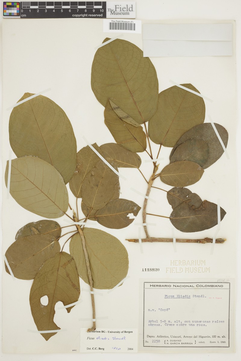 Ficus eliadis photo 7