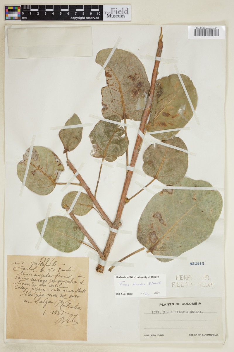Ficus eliadis photo 8
