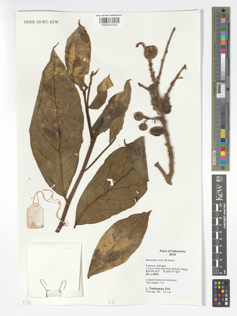 Ficus elmeri photo 2
