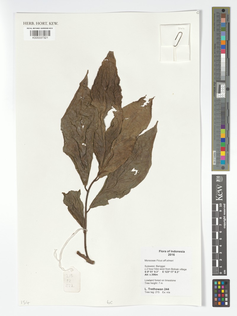 Ficus elmeri photo 3