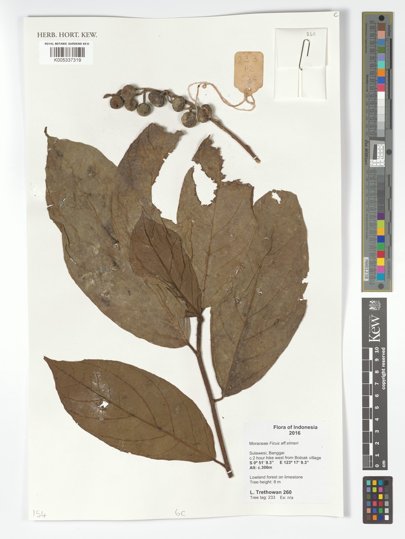 Ficus elmeri photo 4