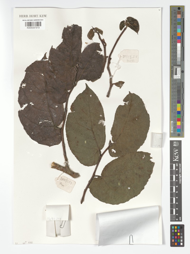 Ficus elmeri photo 5
