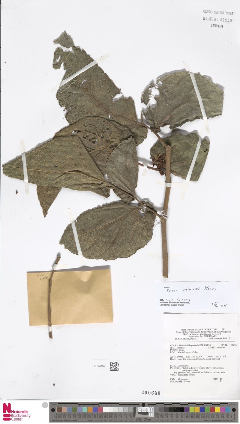 Ficus elmeri photo 6