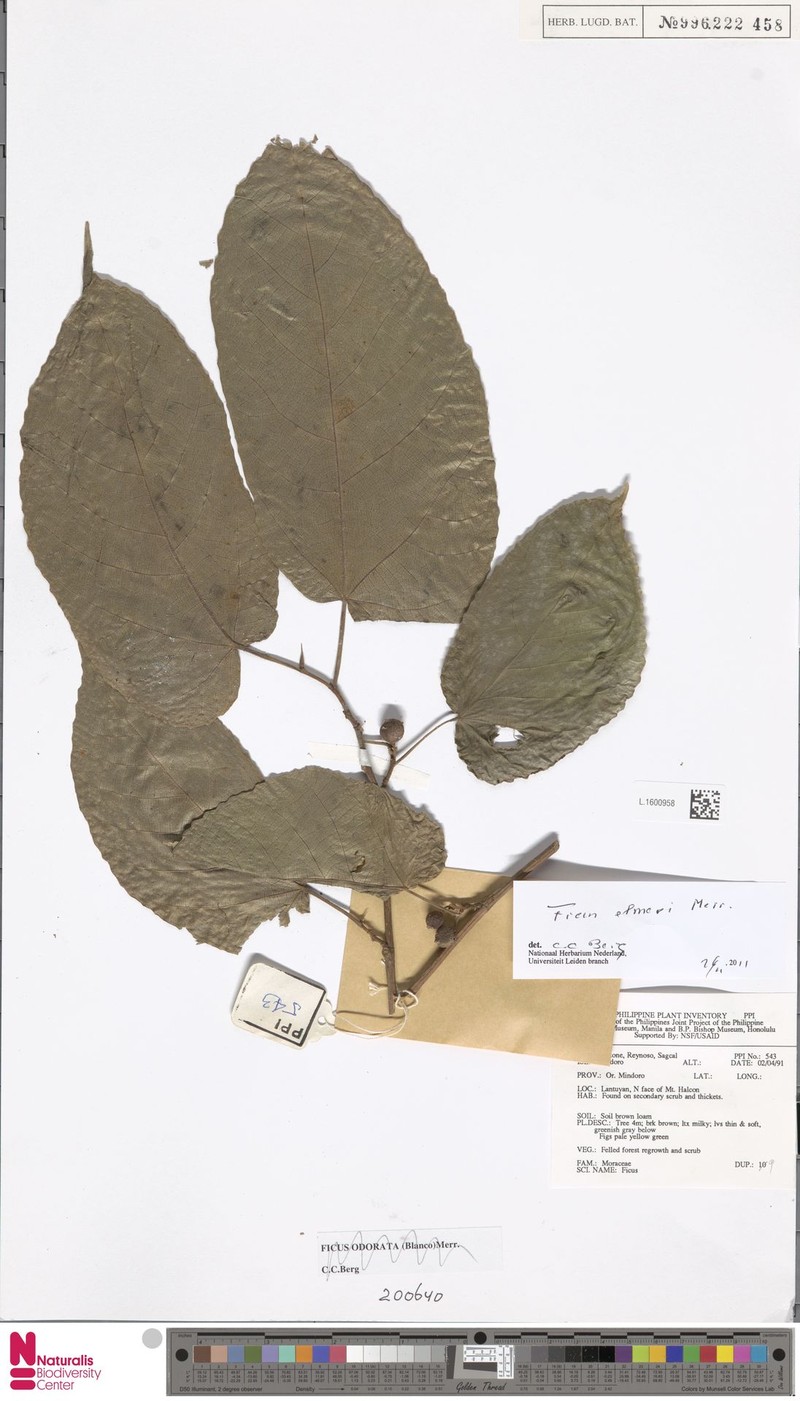 Ficus elmeri photo 8