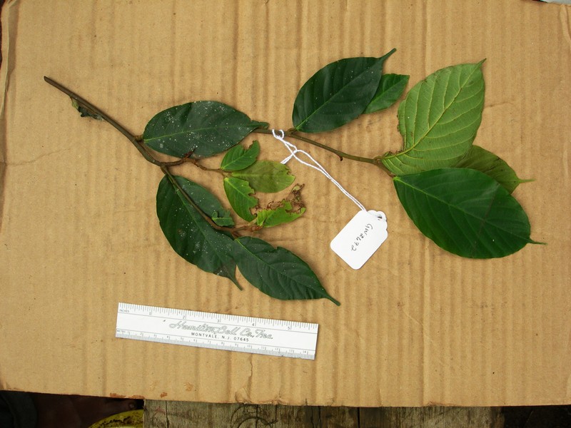 Ficus endochaete