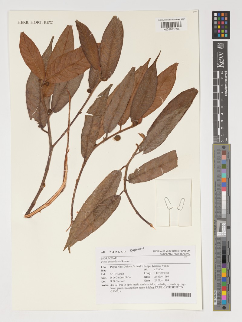 Ficus endochaete photo 2