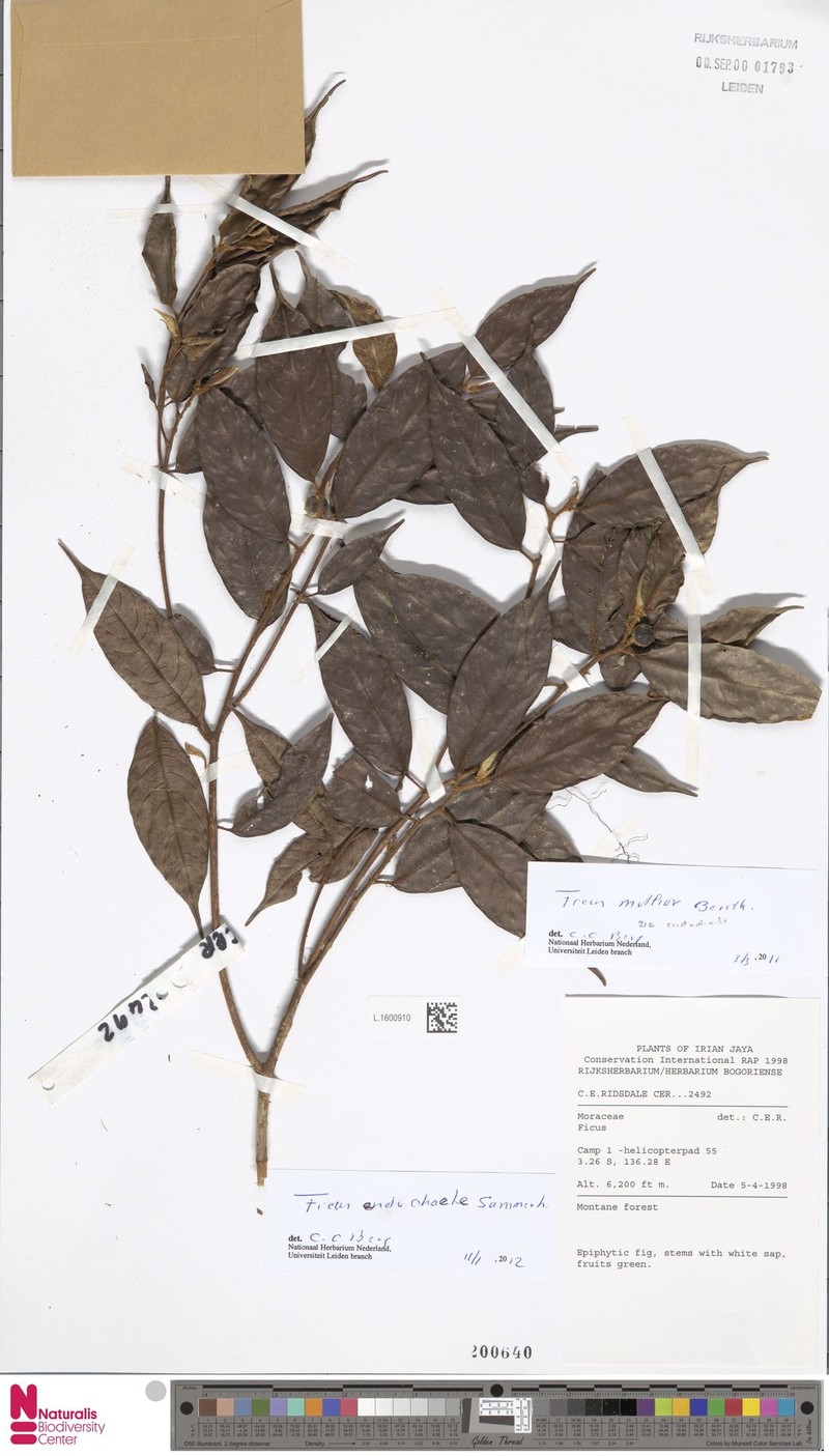 Ficus endochaete photo 3