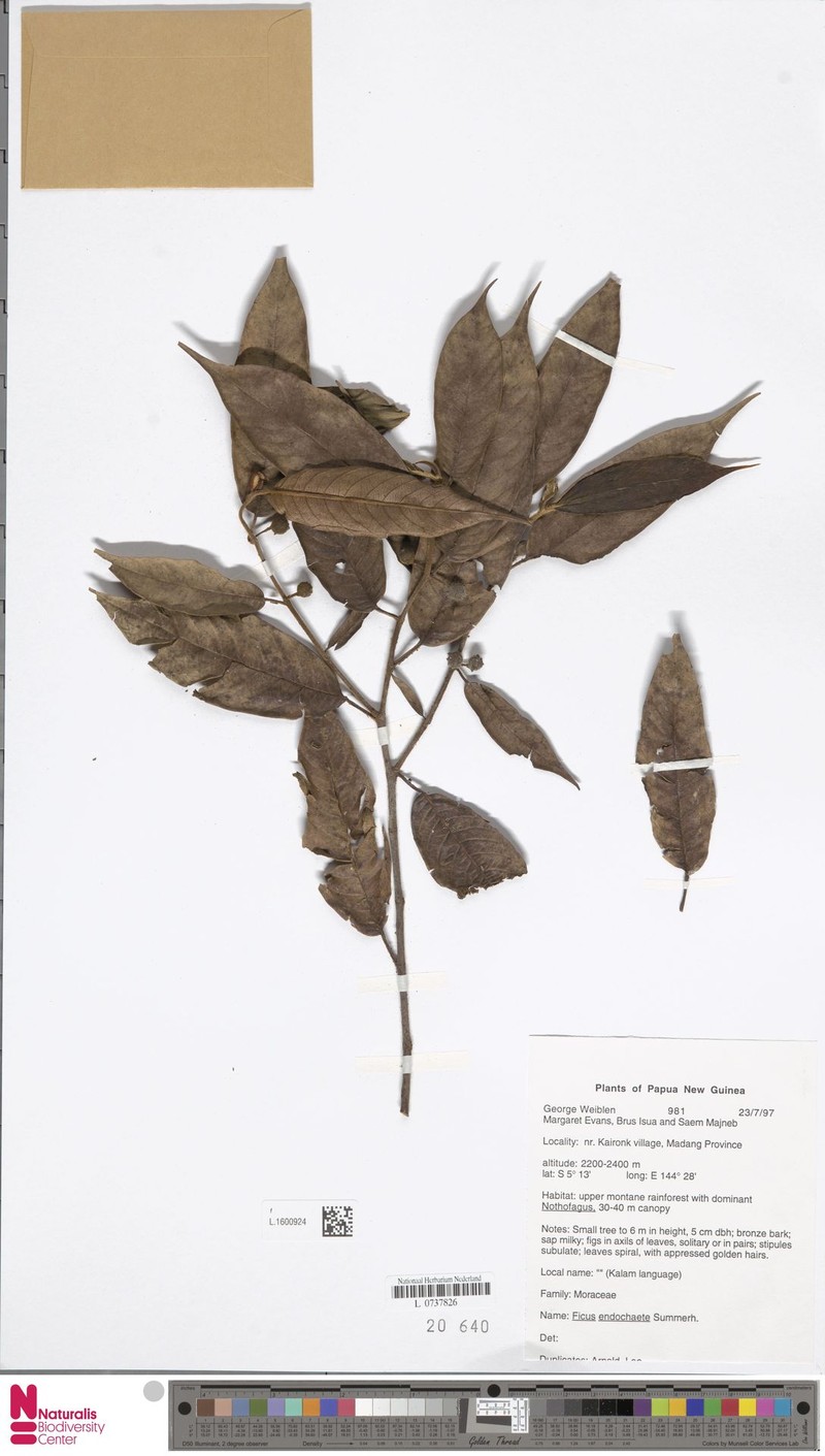 Ficus endochaete photo 4