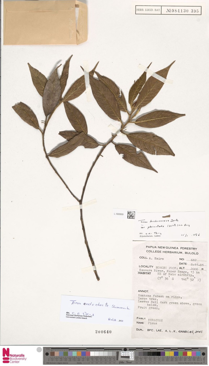 Ficus endochaete photo 5