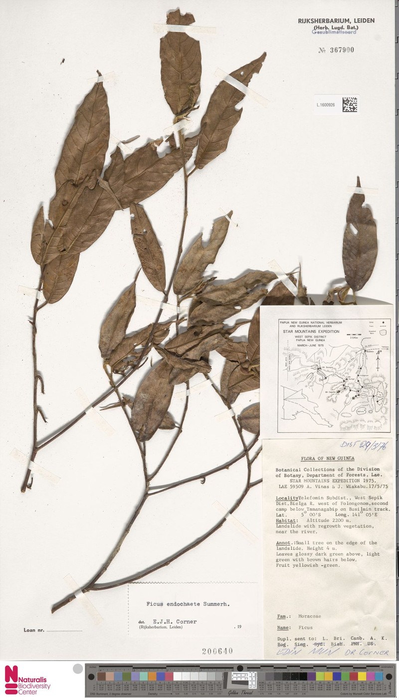 Ficus endochaete photo 6