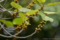 Ficus endospermifolia