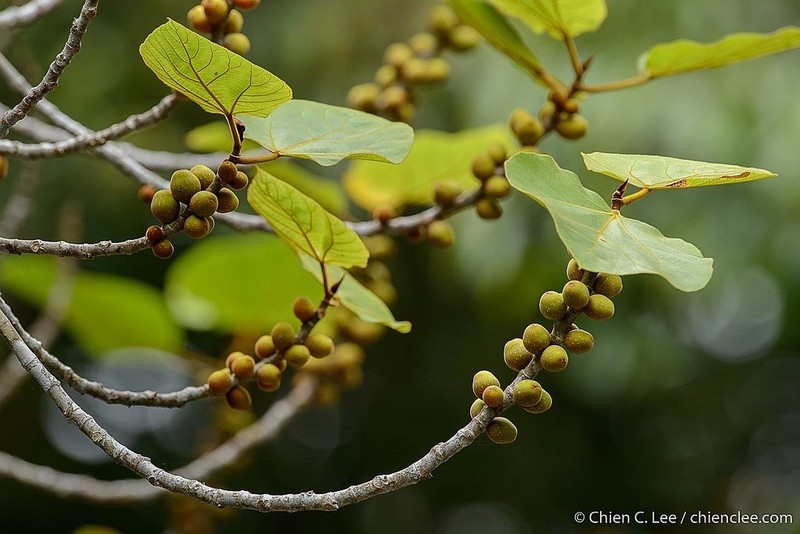 Ficus endospermifolia