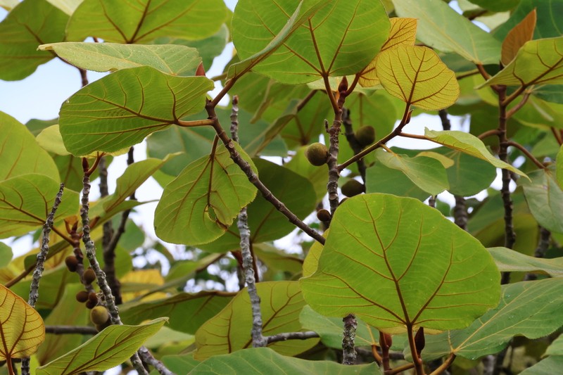 Ficus endospermifolia photo 2