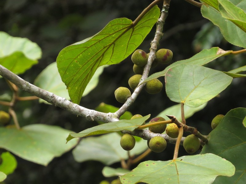 Ficus endospermifolia photo 3