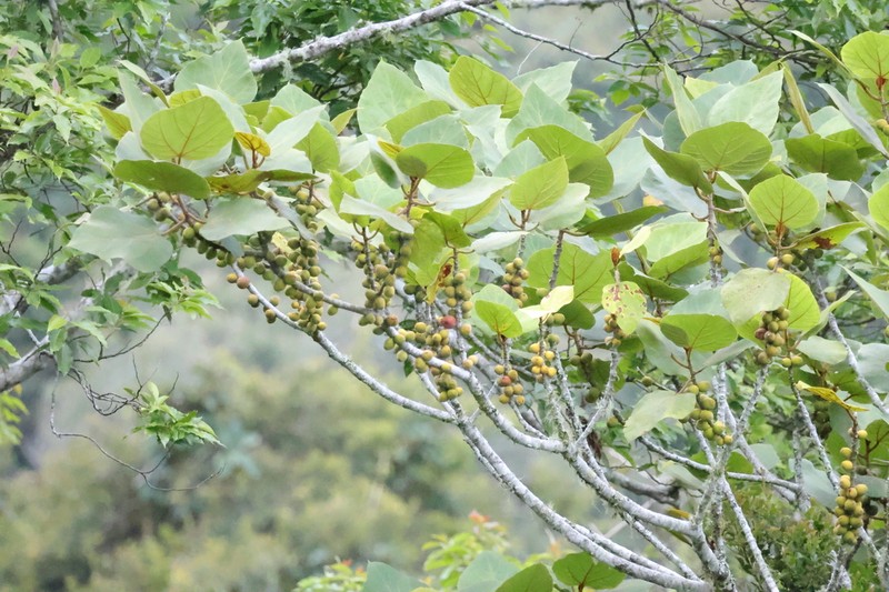 Ficus endospermifolia photo 4