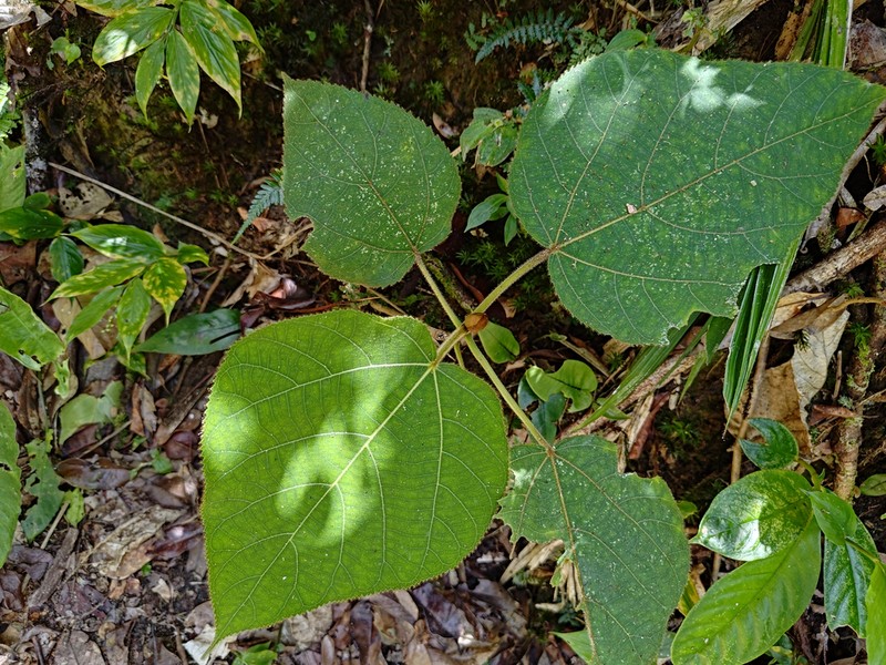 Ficus endospermifolia photo 5