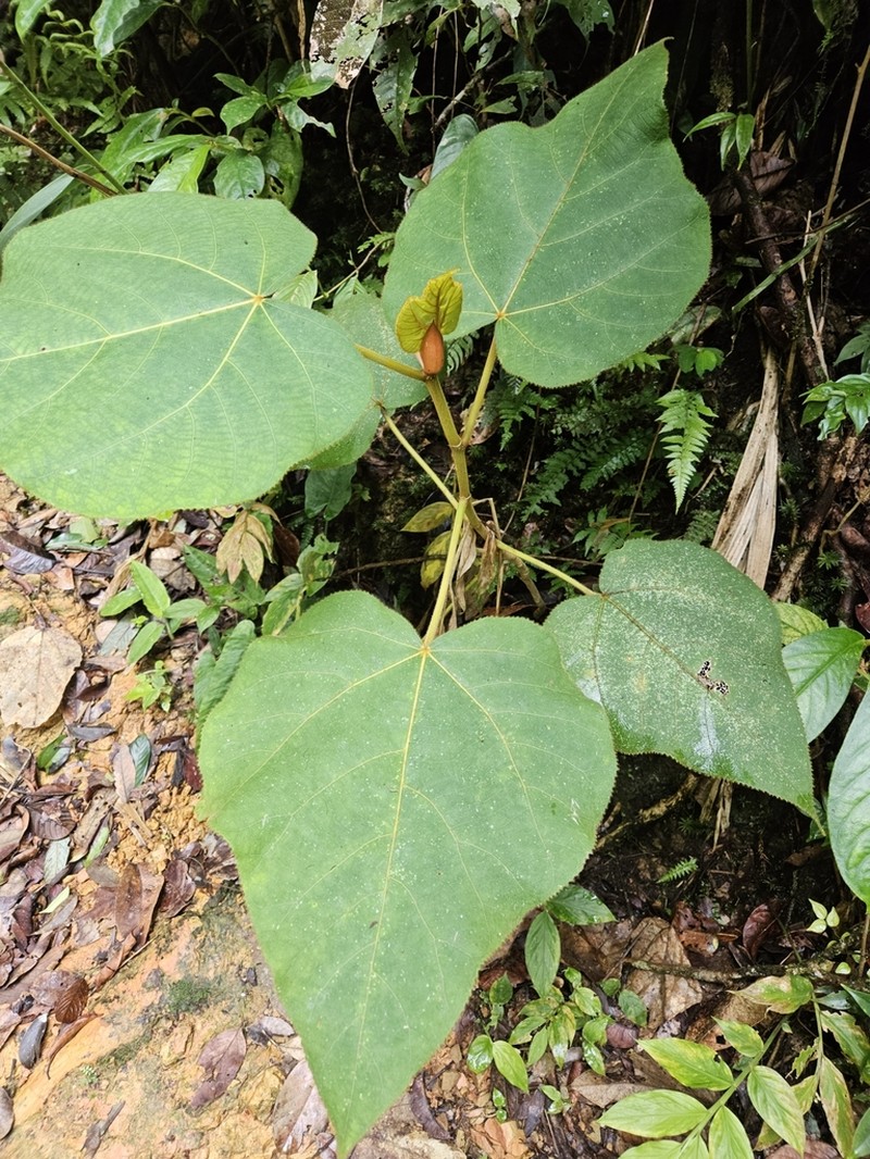 Ficus endospermifolia photo 6
