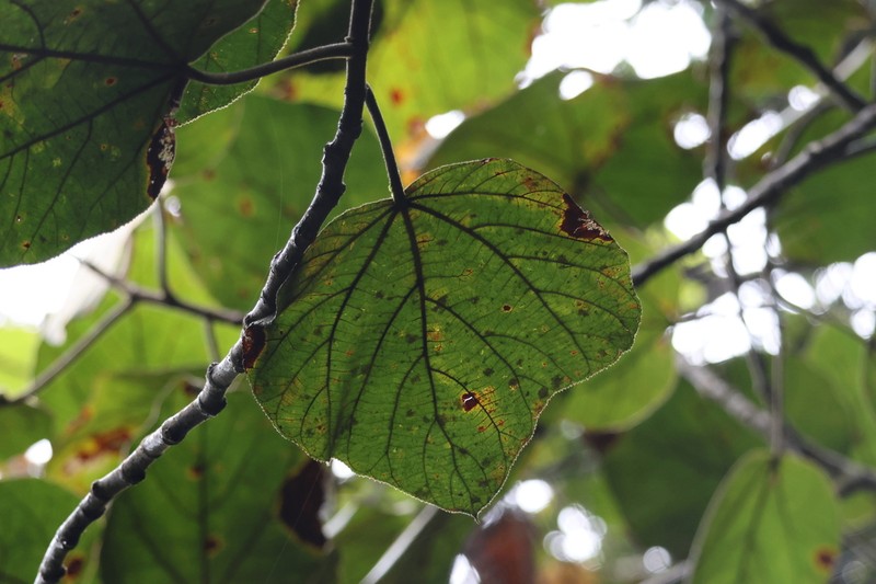Ficus endospermifolia photo 7