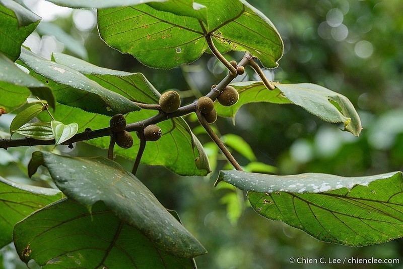 Ficus endospermifolia photo 8