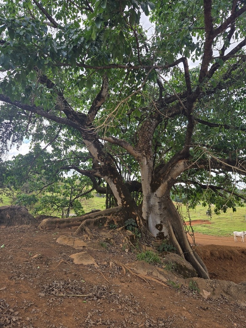 Ficus enormis