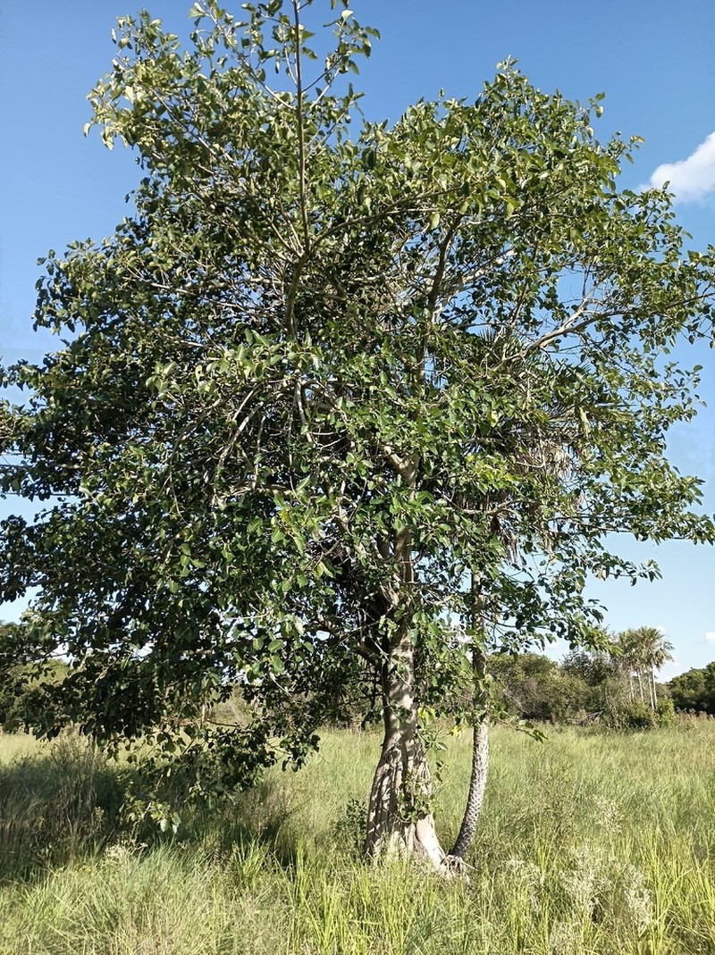 Ficus enormis photo 2
