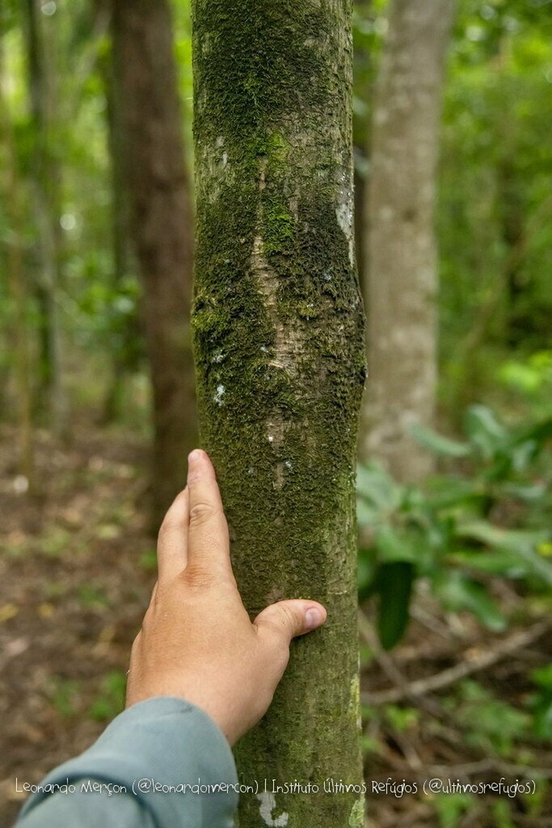 Ficus enormis photo 3