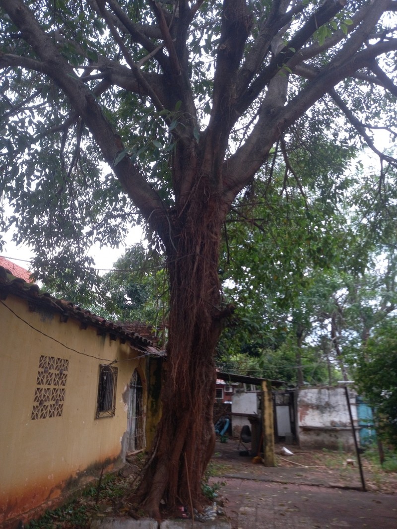 Ficus enormis photo 4