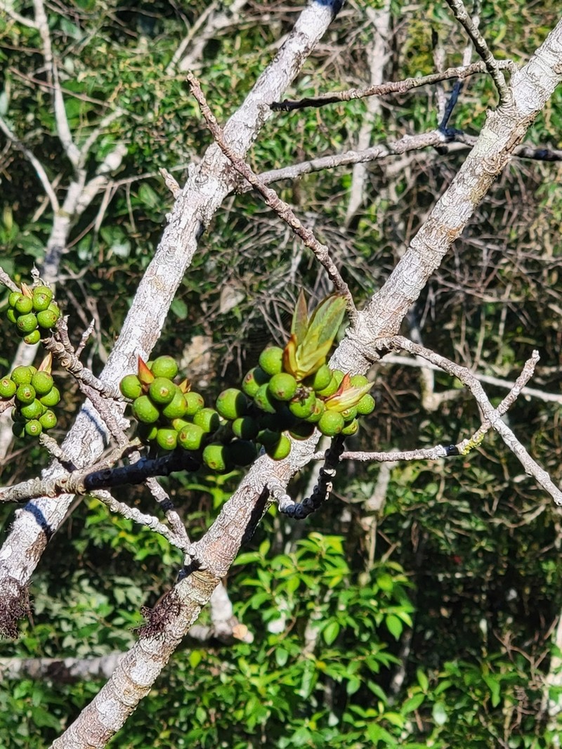 Ficus enormis photo 5