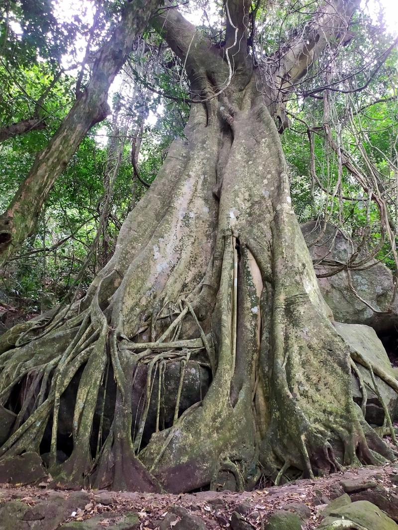 Ficus enormis photo 6