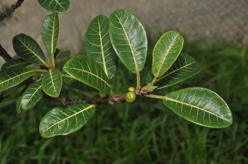 Ficus enormis photo 7