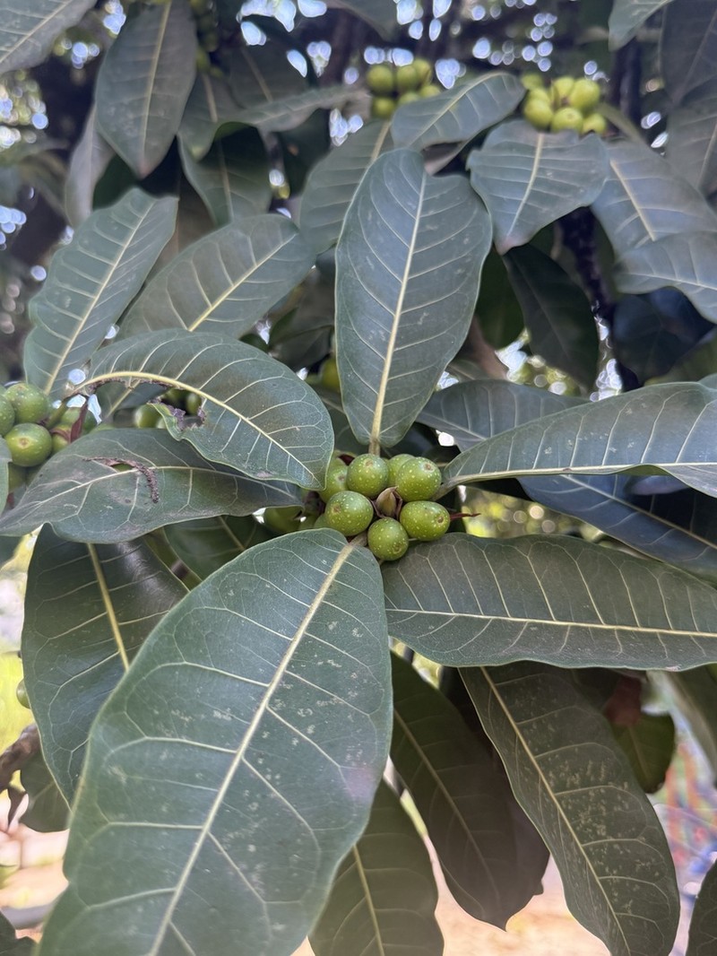 Ficus enormis photo 8