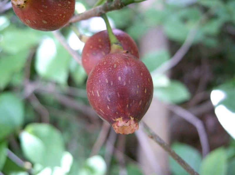 Ficus erecta