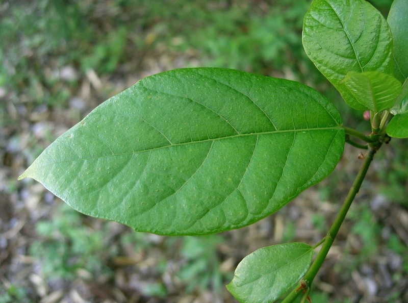 Ficus erecta photo 2