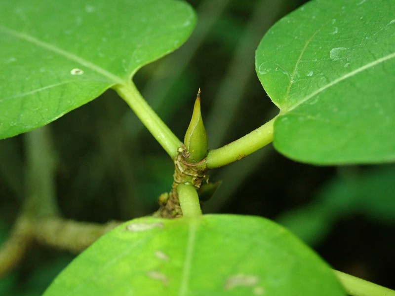 Ficus erecta photo 3