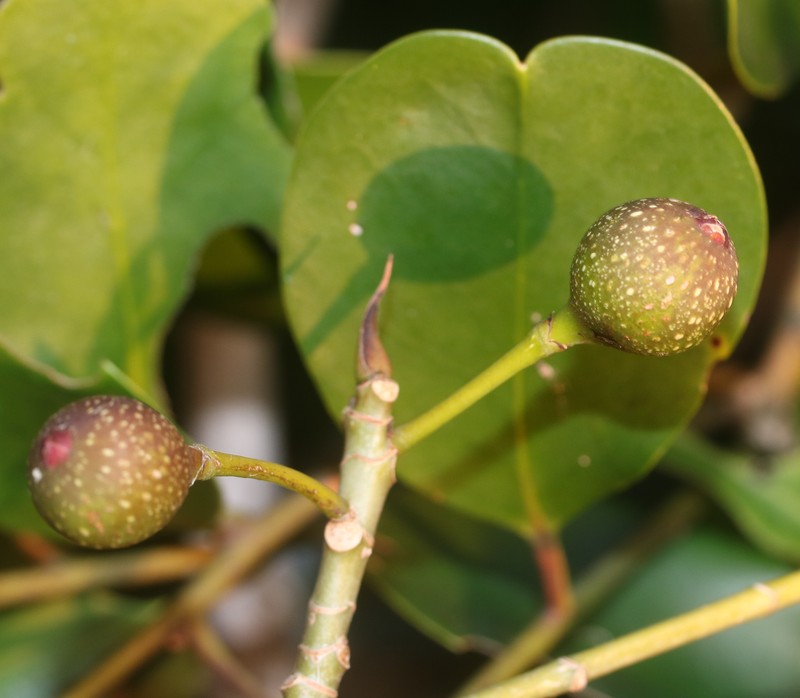 Ficus erecta photo 4