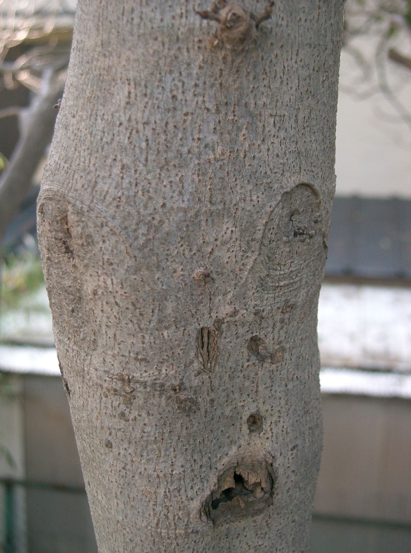 Ficus erecta photo 5