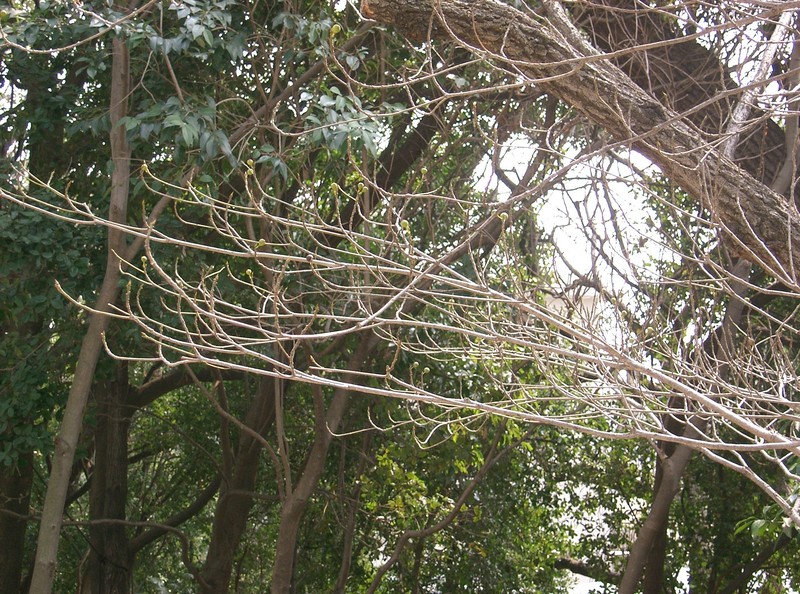 Ficus erecta photo 6