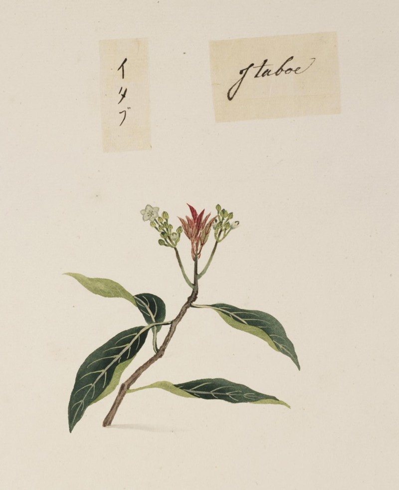 Ficus erecta photo 7