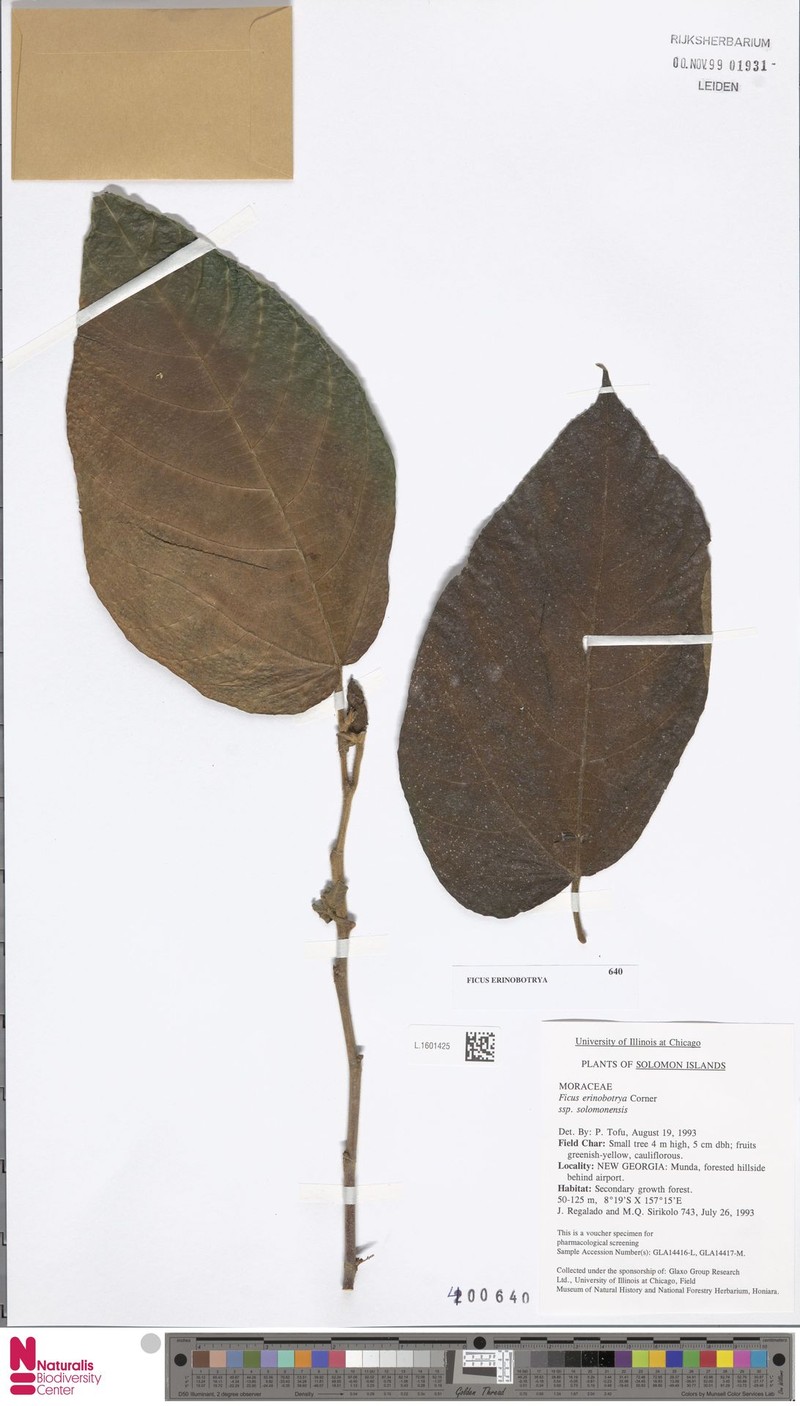 Ficus erinobotrya