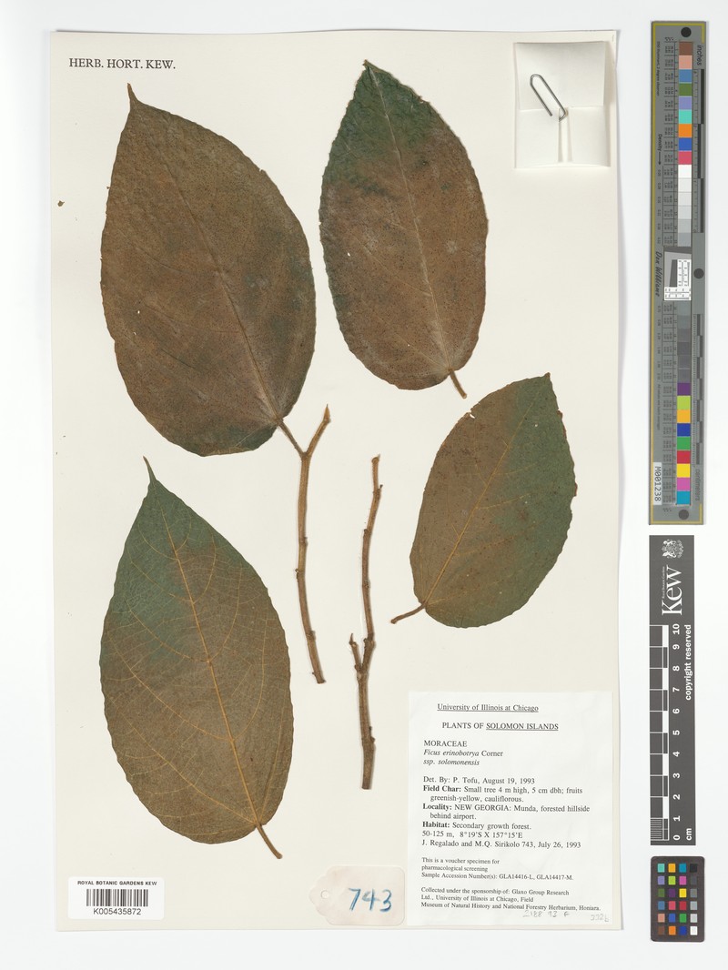 Ficus erinobotrya photo 2
