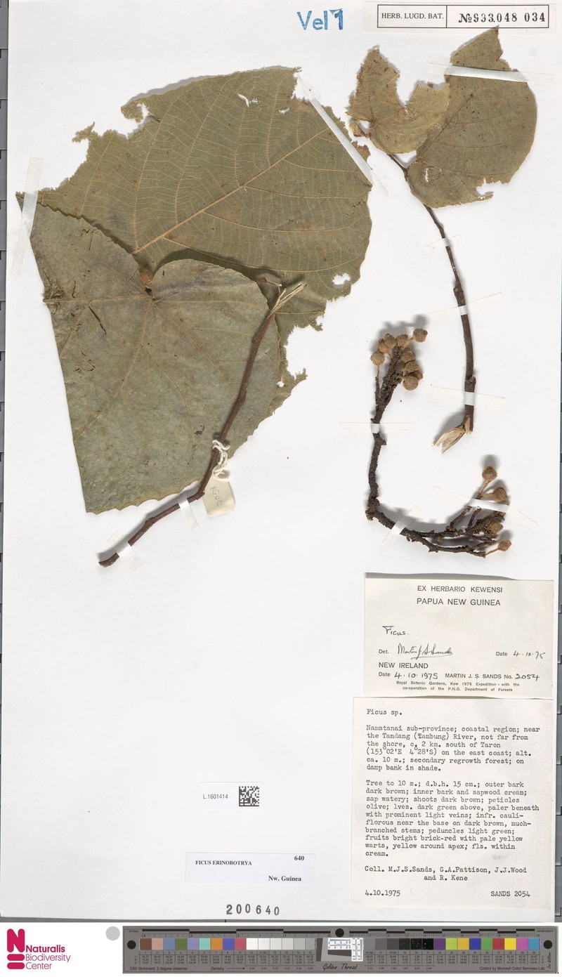 Ficus erinobotrya photo 3