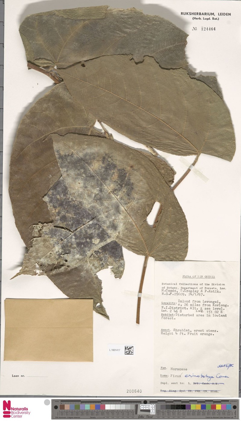 Ficus erinobotrya photo 4