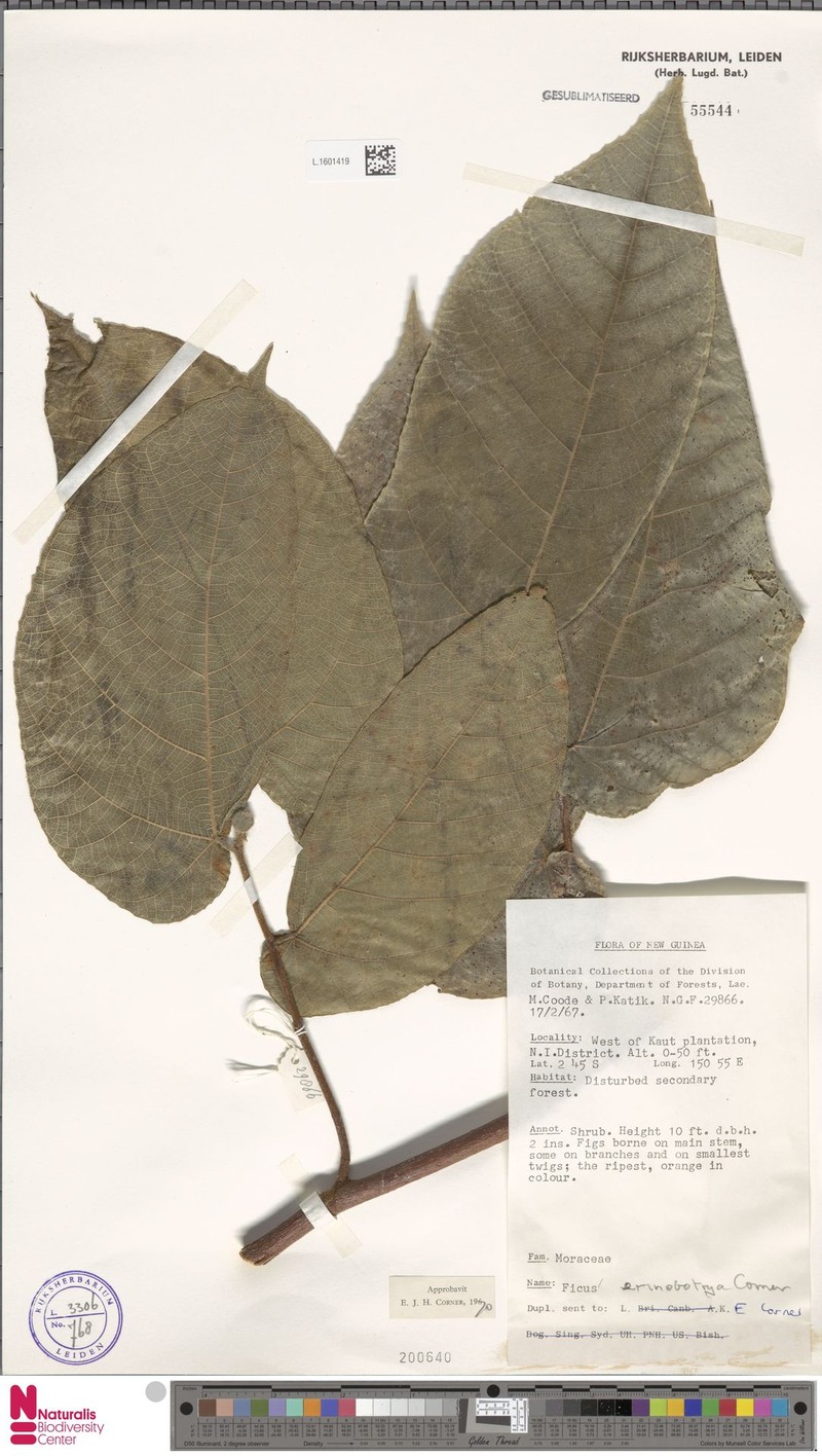 Ficus erinobotrya photo 5